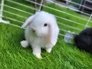 Mini Lop rabbits Beautiful Mini lop looking good a home - Advert 3