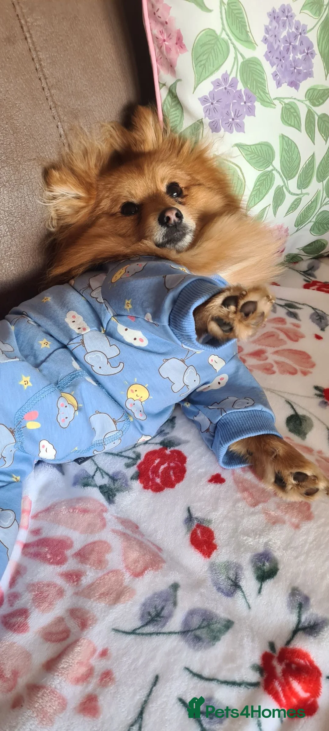 Pomeranian dogs for sale: Pomeranian 23 mths old male - Advert 13