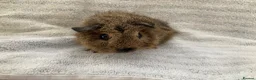 Guinea Pig rodents for sale: Pretty female guinea-pigs - Advert 5