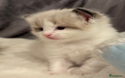 Ragdoll cats for sale: Beautiful two GCCF kittens. Blue Bicolour Ragdolls - Image 8
