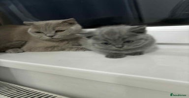 Scottish Fold cats - Advert 8