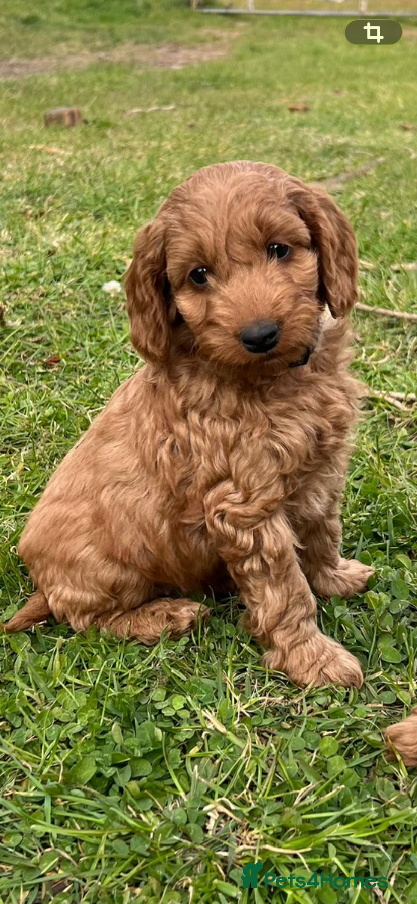 Cockapoo dogs 1 Boy left - Fox Red Cockapoo Pup - Advert 2