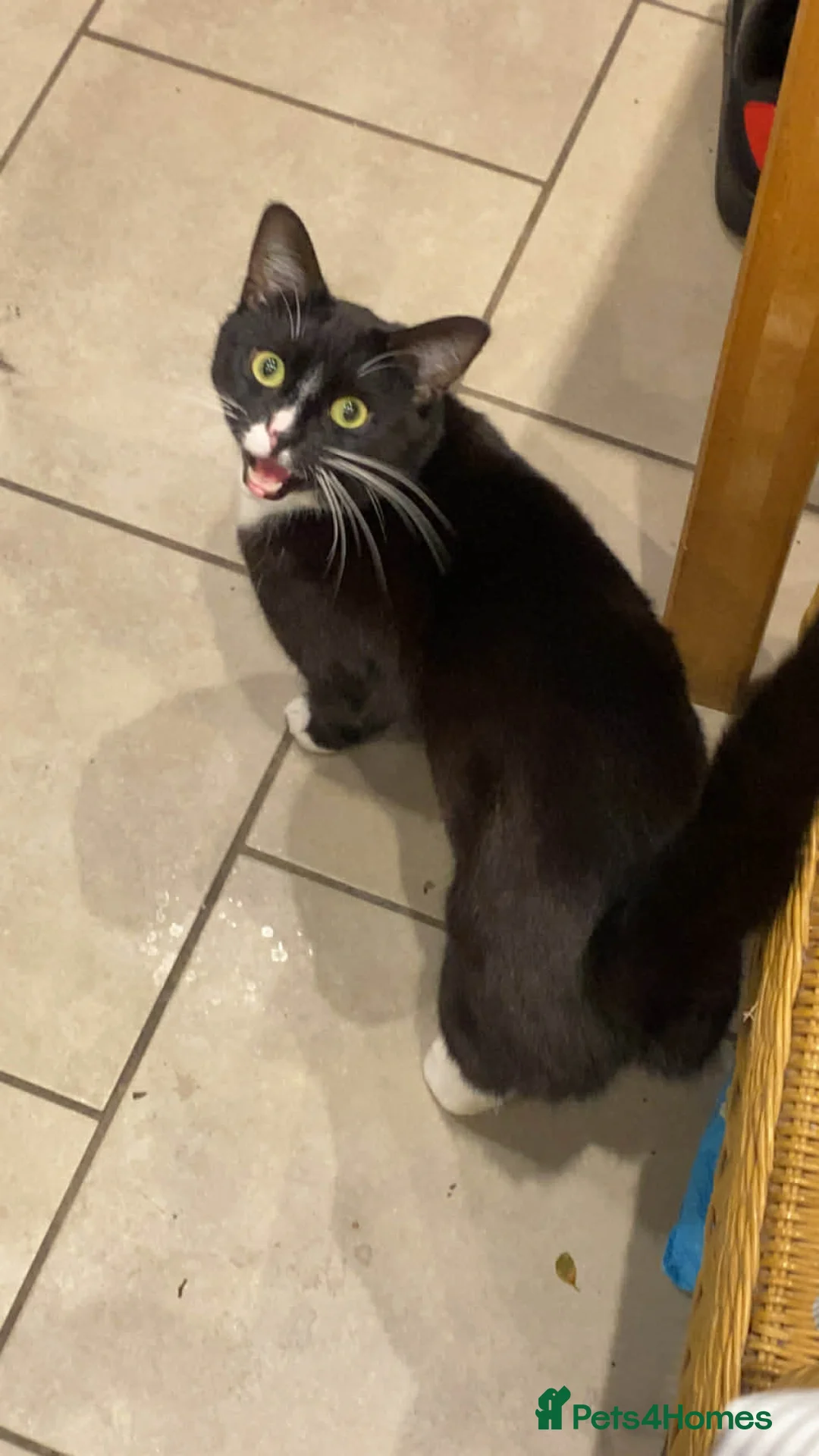 Domestic Shorthair cats for sale: Felix (domesticated shorthair)  - Advert 1