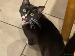 Domestic Shorthair cats Felix (domesticated shorthair) - Advert 2