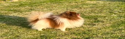 Pomeranian dogs for stud: Short and compact chocolate party colour boy in Lanark - Advert 16