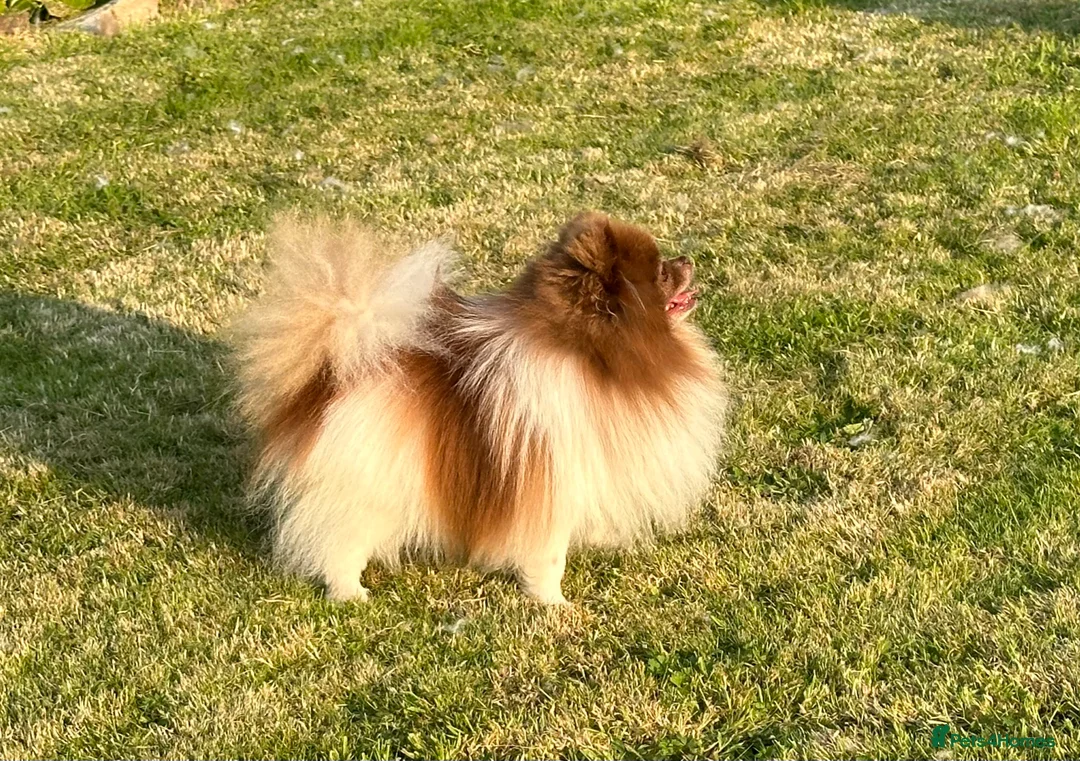 Pomeranian dogs for stud: Short and compact chocolate party colour boy in Lanark - Advert 16
