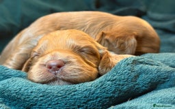 Cockapoo dogs for sale: Charming Mini Cockerpoo puppies  - Advert 9