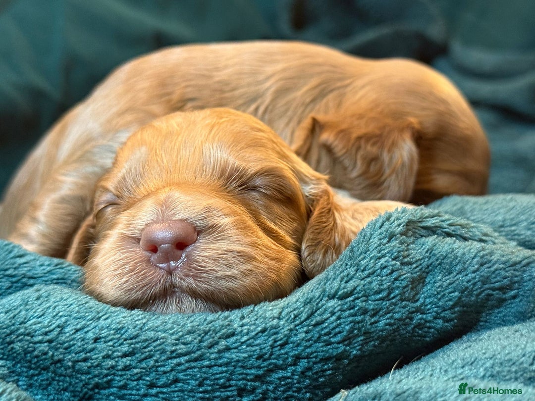 Cockapoo dogs for sale: Charming Mini Cockerpoo puppies  - Advert 9