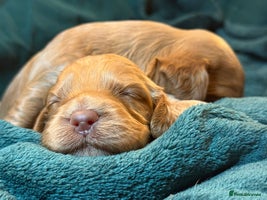 Cockapoo dogs Charming Mini Toy Cockerpoo puppies - Advert 2