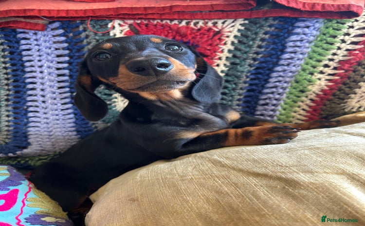 Miniature Dachshund dogs - Advert 2