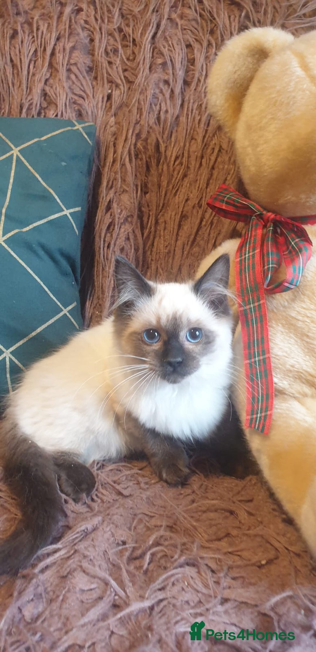 Ragdoll cats for sale: Beautiful GCCF Seal Point Kitten Available. - Advert 10