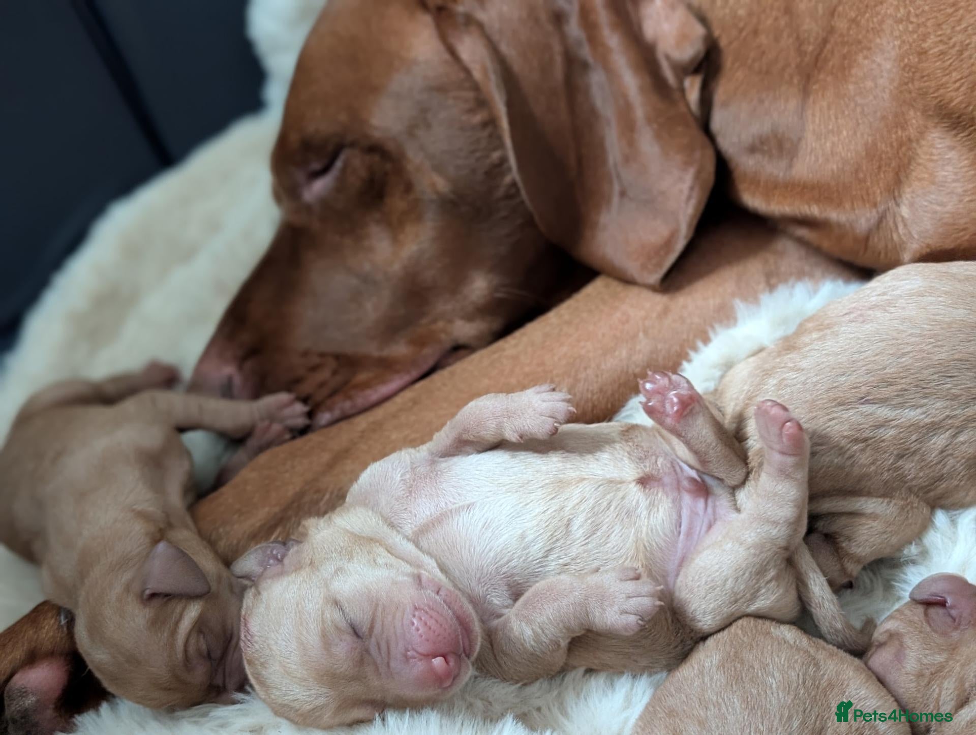 Mixed Breed dogs for sale: Hungarian Vizsla Doodle Puppies - Both Parents - Advert 3