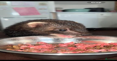 Ferret rodents - Advert 4