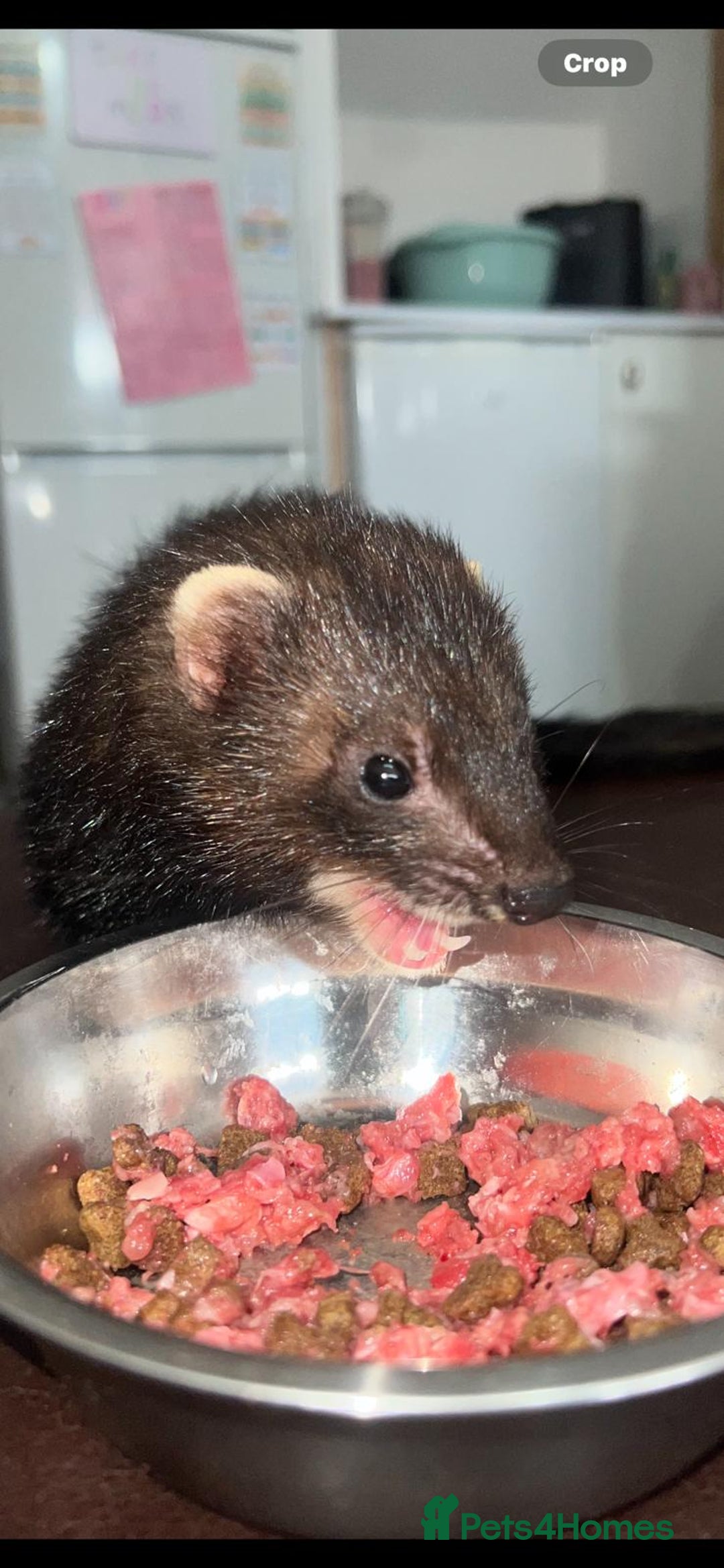 Ferret rodents for sale: Ferret looking for new home - Image 3
