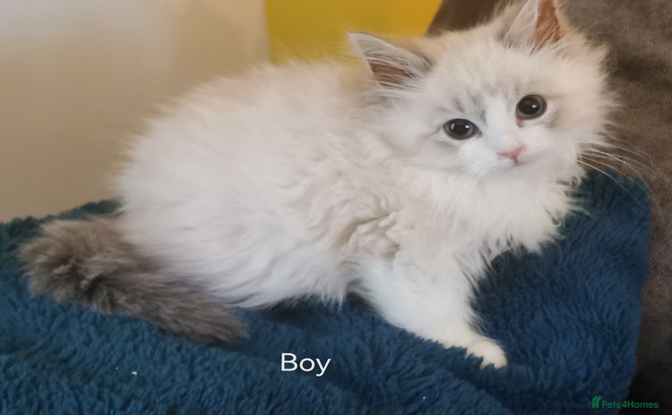 Siberian cats Siberian Neva Masquerade registered kittens  - Advert 1