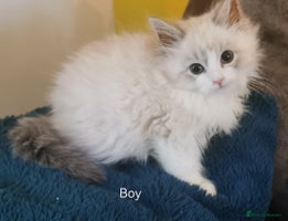 Siberian cats Siberian Neva Masquerade registered kittens - Advert 1