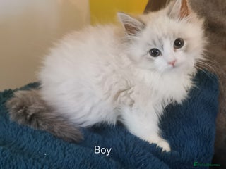 Siberian cats Siberian Neva Masquerade registered kittens - Advert 3