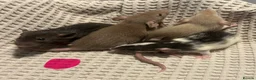 Rat rodents for sale: Baby dumbo rats for sale  - Advert 10