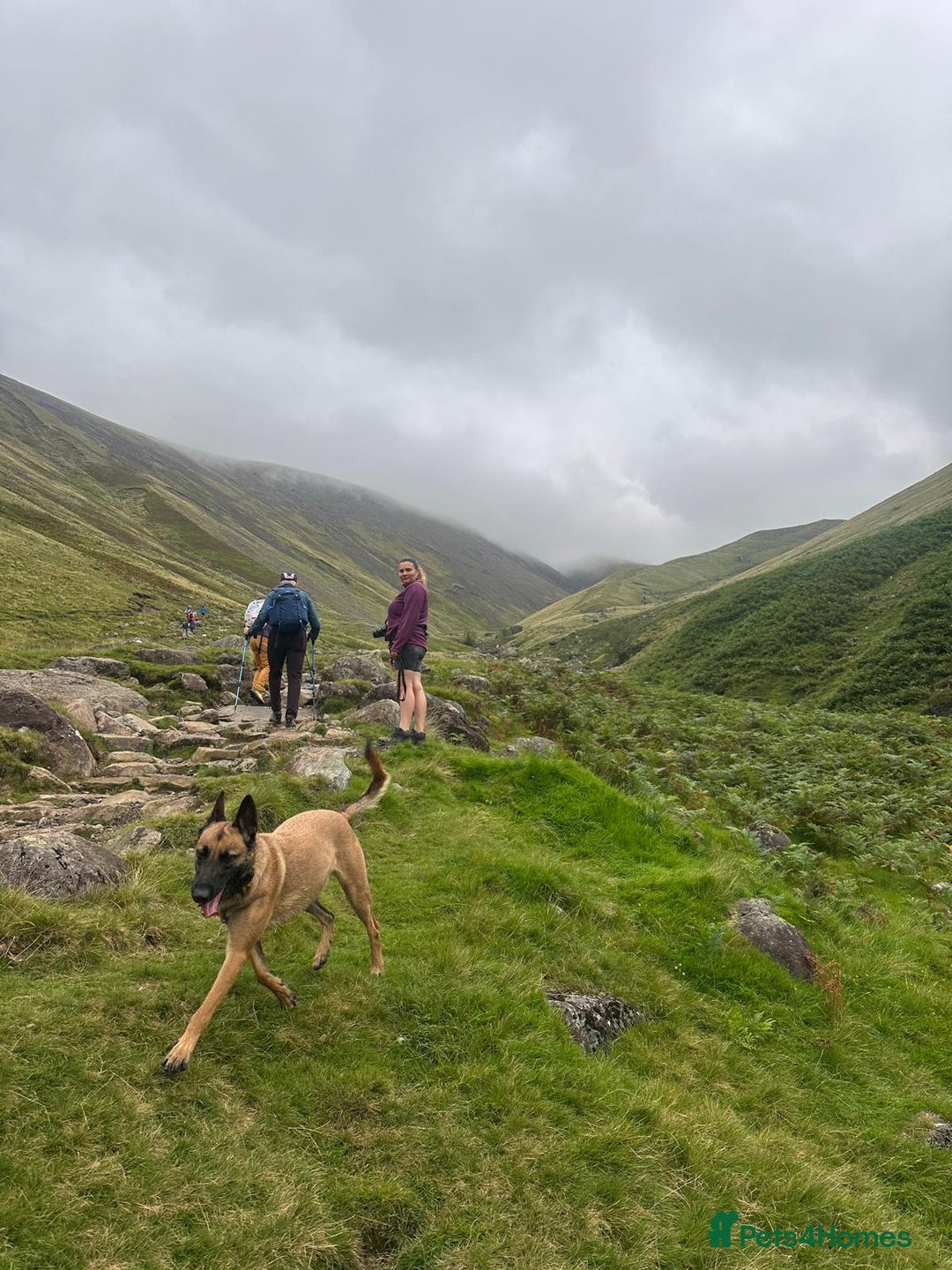 Belgian Shepherd Dog dogs for sale: Belgian Malinois is due before 5th of January - Advert 3