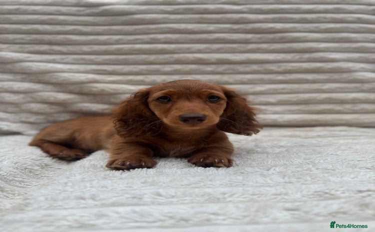 Miniature Dachshund dogs - Advert 12