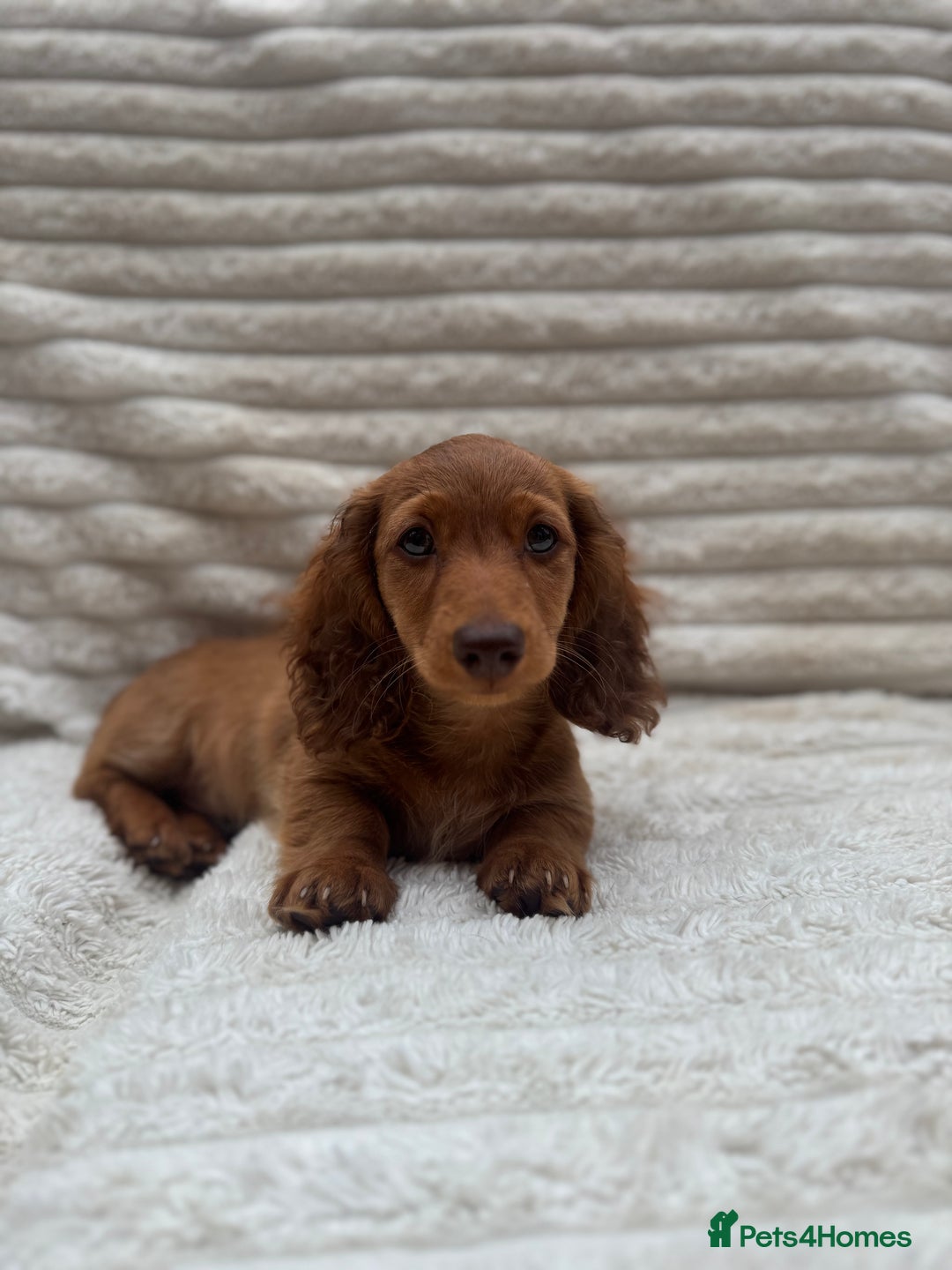 Miniature Dachshund dogs for sale: Quality Miniature Dachshund puppies - Image 1