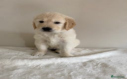Golden Retriever dogs for sale: Fluffy Cream & Gold Golden Retriever Puppies - Image 32