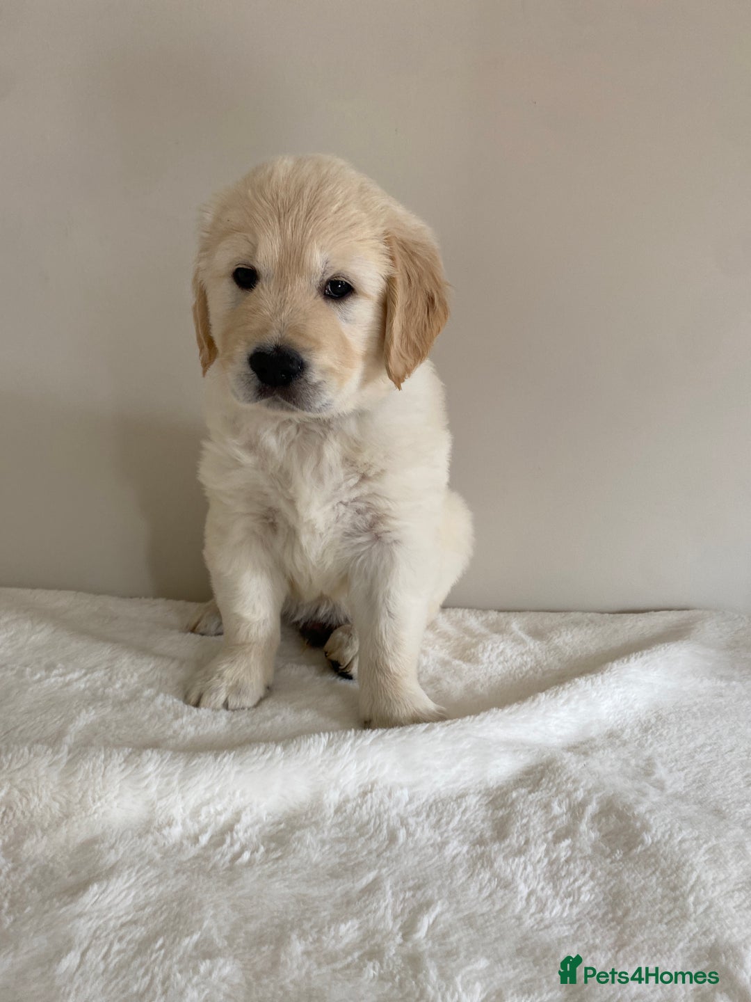 Golden Retriever dogs for sale: Fluffy Cream & Gold Golden Retriever Puppies - Image 32