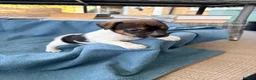 Jack Russell dogs for sale: Beautiful Jack Russell pups, petite, smooth coat.  - Advert 13