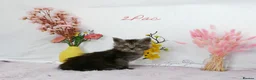 Maine Coon cats for sale: Stunning Maine Coon ( polydactyl)  - Advert 7