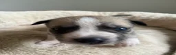 Mixed Breed dogs for sale: *4 LEFT!!* Husky x American Bulldog Pups - Advert 38