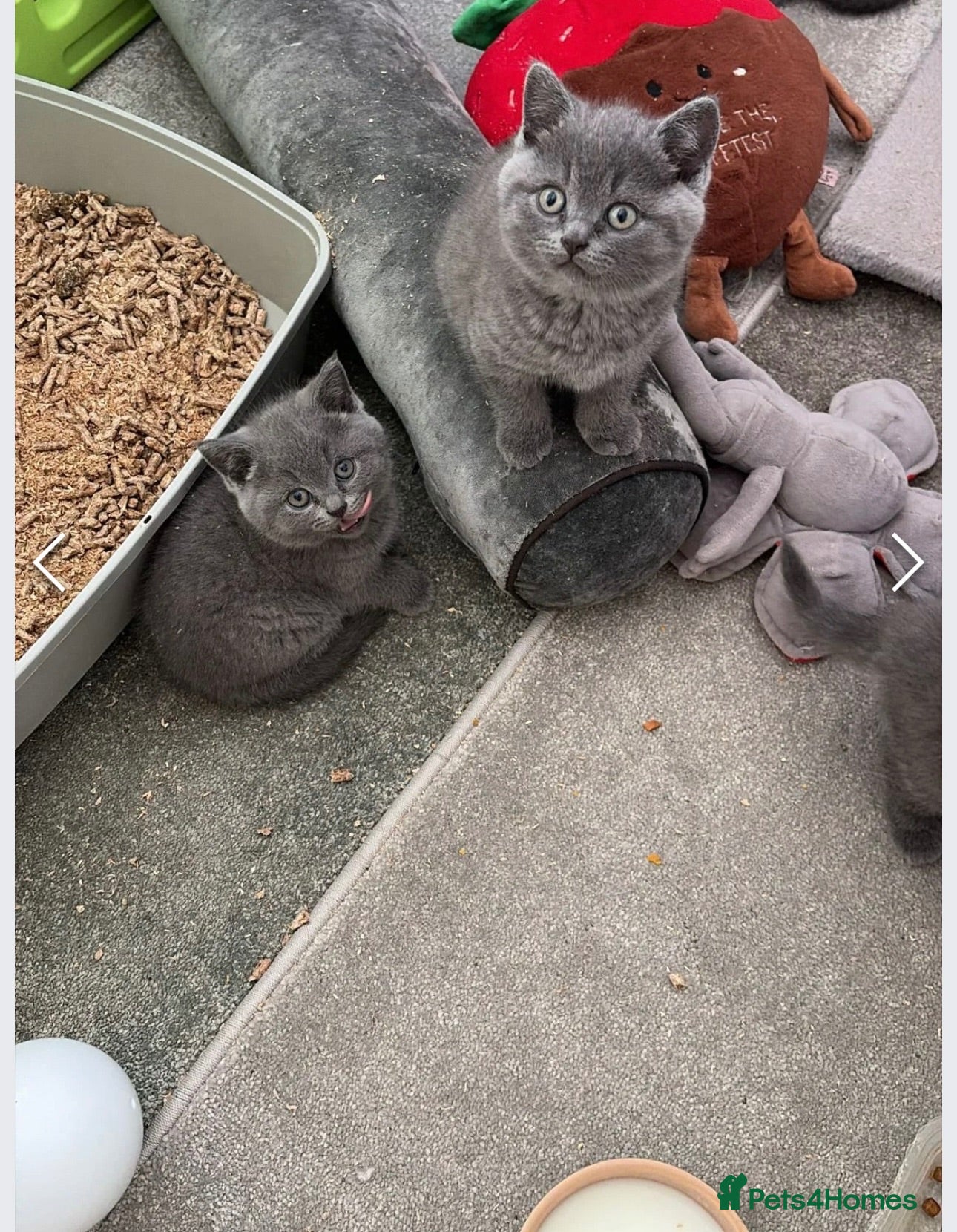 British Shorthair cats British shorthair kitten  - Advert 8