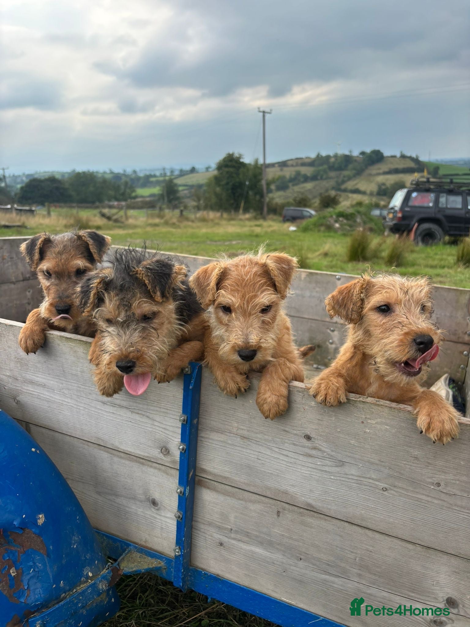 Lakeland Terrier dogs Lakeland Terrier pups - Advert 5