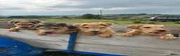 Lakeland Terrier dogs for sale: Lakeland Terrier pups - Advert 1