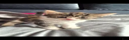 Mixed Breed cats for sale: Adorable Kittens for sale - Advert 21