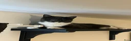 Mixed Breed cats for sale: 2x Domestic short hair cats, bonded pair M & F - Advert 1