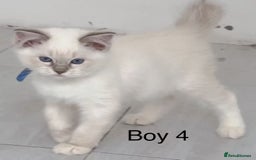 Ragdoll cats for sale: 6 Randall kittens  - Image 4