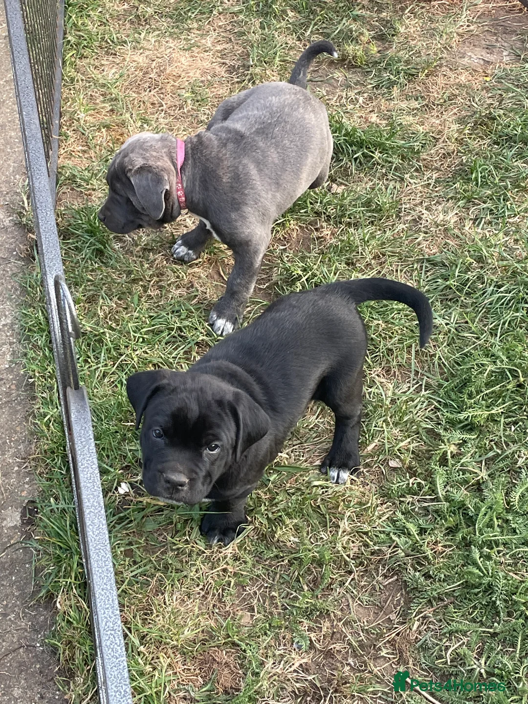 Mixed Breed dogs for sale: Bullmastiff X Cane Corso puppies - Advert 40