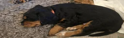 Cocker Spaniel dogs for sale: Working Cocker Spaniel Puppies, Black and Tan, Red - Advert 4