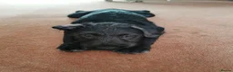 Mixed Breed dogs for sale: 7 beautiful staffie x labradoodle puppies for sale - Advert 4