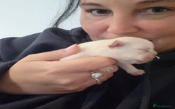 French Bulldog dogs for sale: Female White french bulldog - Image 10