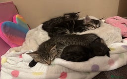 Mixed Breed cats for sale: Kittens for sale ready to go now   - Image 19