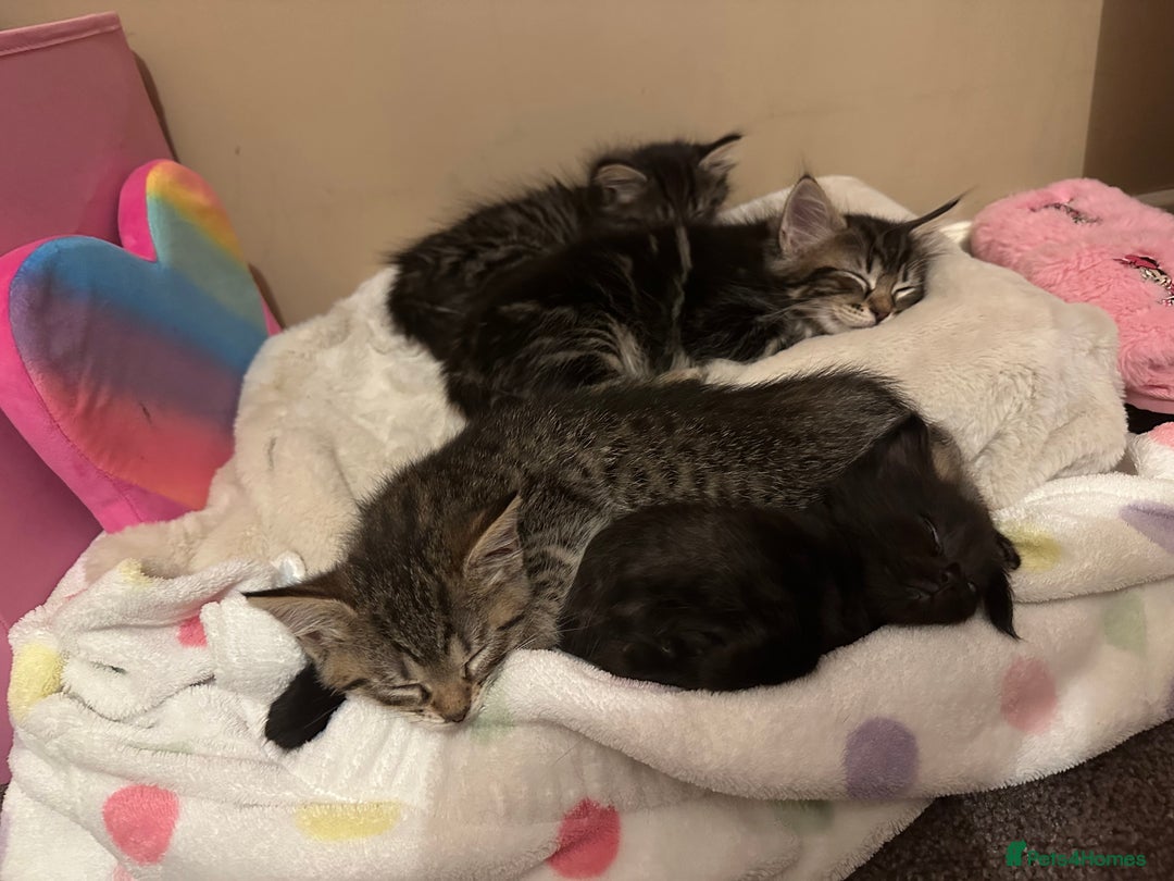 Mixed Breed cats for sale: Kittens for sale ready to go now   - Image 19