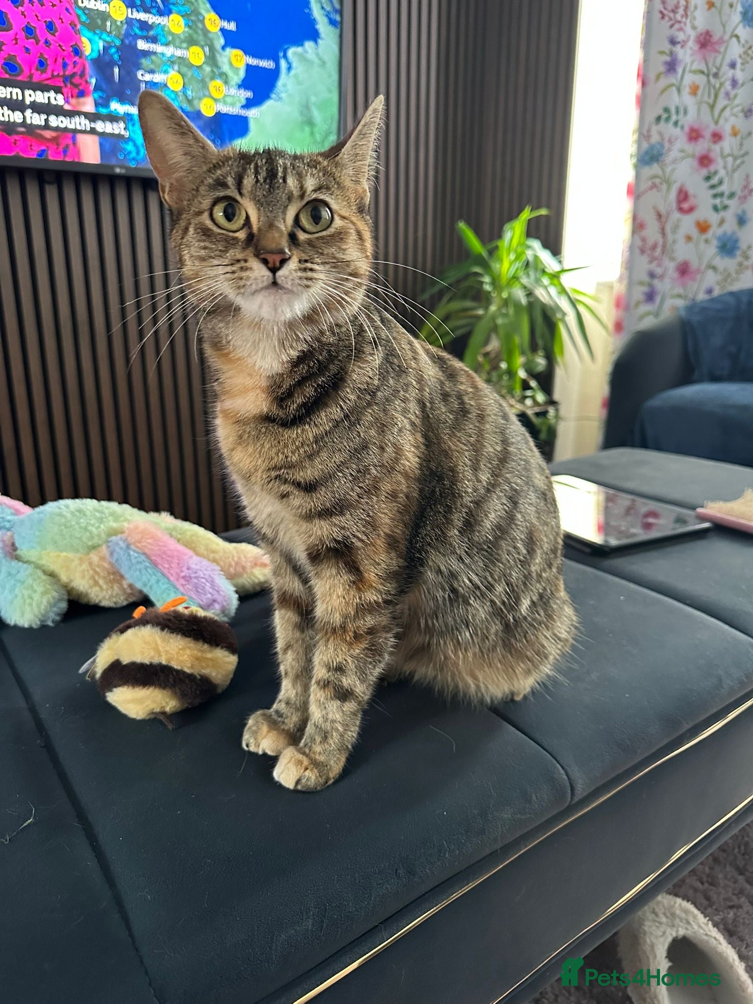 British Shorthair cats Beautiful Tabby Male Kitten –Ready Now - Advert 1