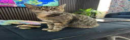 British Shorthair cats for sale: Beautiful Tabby Male Kitten –Ready Now - Advert 1
