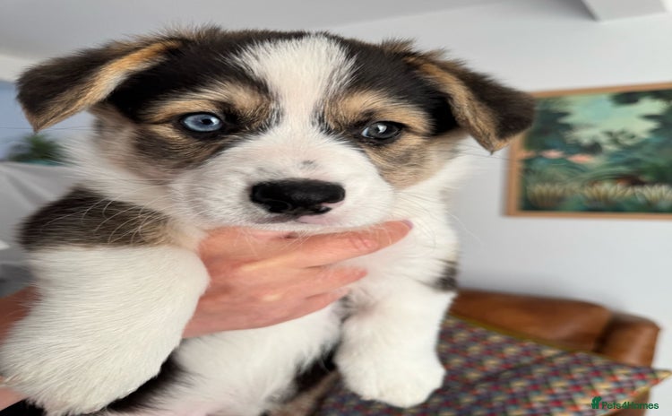 Welsh Corgi Pembroke dogs - Advert 1