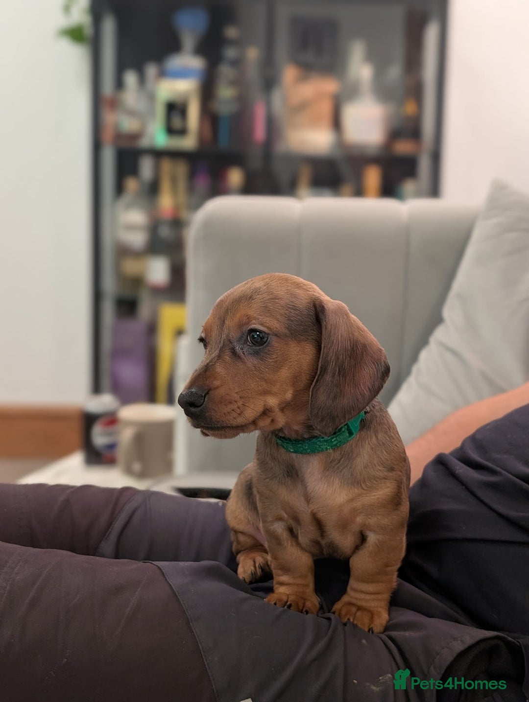 Miniature Dachshund dogs for sale: 2x miniature dachshunds - Image 3