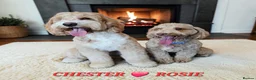 Cockapoo dogs for sale: F1 Cockapoo x Australian Labradoodle Pups - Advert 6