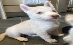 Siberian Husky dogs for sale: Beautiful Siberian Huskies- Last 4 Reduced!! - Image 2