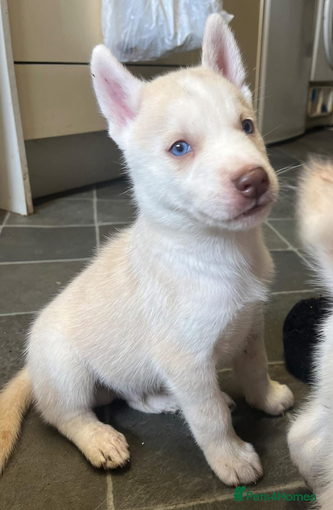 Siberian Husky dogs for sale: Beautiful Siberian Huskies- Last 4 Reduced!! - Image 2