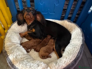 Cavapoo dogs - Advert 1